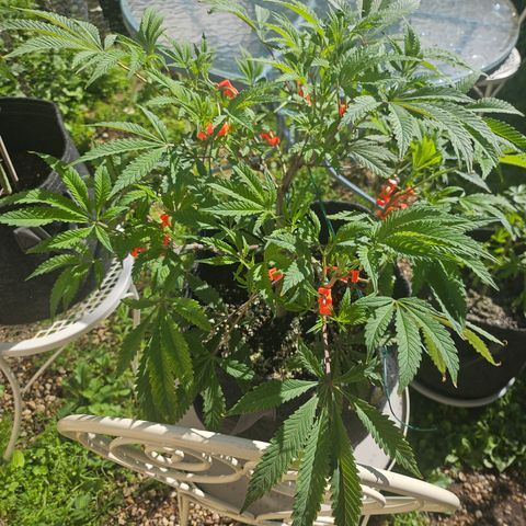 Granny Candy 🍬 growlog timeline photo