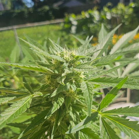 Bubblegum growlog timeline photo