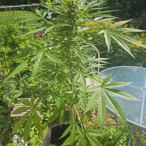 Bubblegum growlog timeline photo