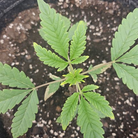Grand Candy 2 🍬 growlog timeline photo