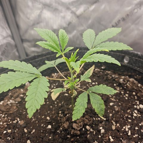 Grand Candy 2 🍬 growlog timeline photo