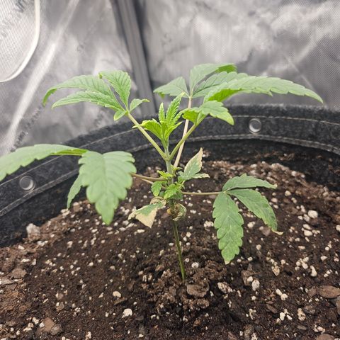Grand Candy 2 🍬 growlog timeline photo