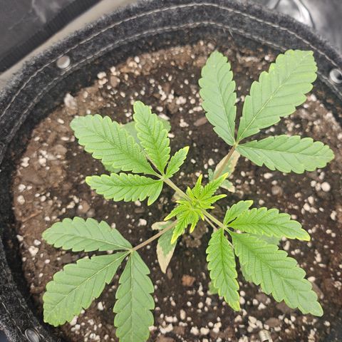 Grand Candy 2 🍬 growlog timeline photo
