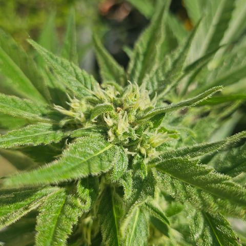 Bubblegum growlog timeline photo