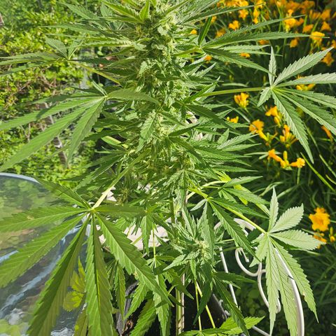 Bubblegum growlog timeline photo
