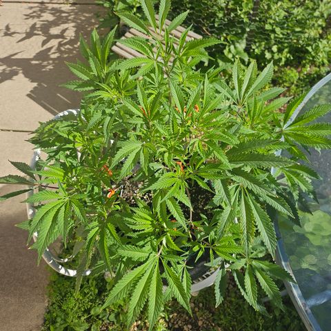 Granny Candy 🍬 growlog timeline photo