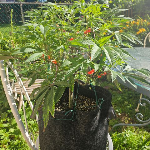 Granny Candy 🍬 growlog timeline photo
