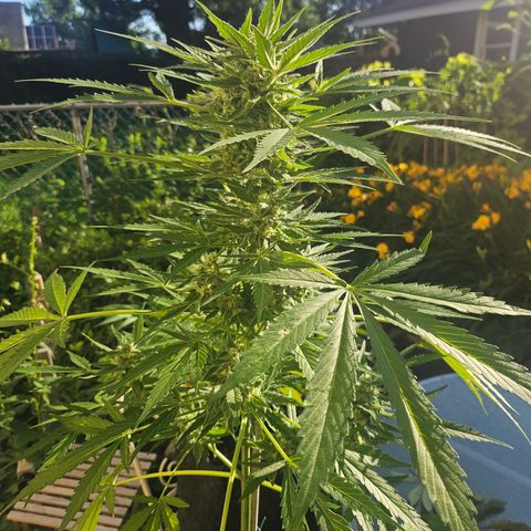 Bubblegum growlog timeline photo