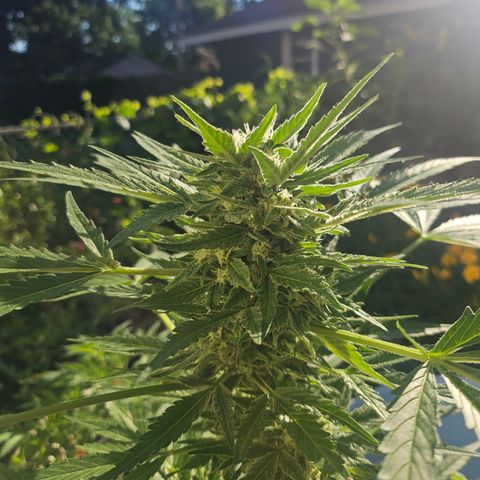 Bubblegum growlog timeline photo