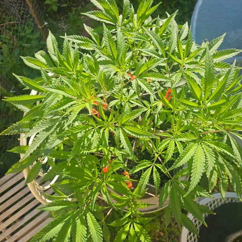 Granny Candy 🍬 growlog timeline photo