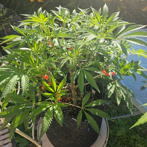 Granny Candy 🍬 growlog timeline photo