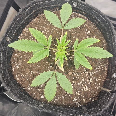 Grand Candy 2 🍬 growlog timeline photo