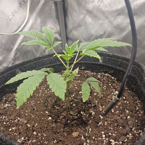 Grand Candy 2 🍬 growlog timeline photo