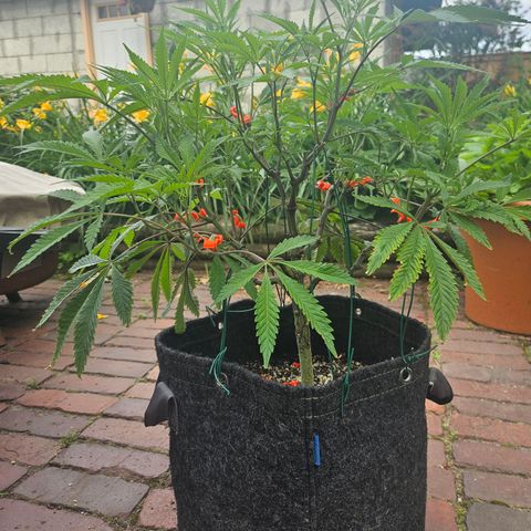 Granny Candy 🍬 growlog timeline photo