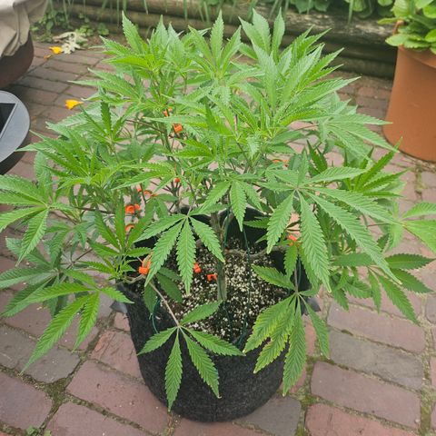 Granny Candy 🍬 growlog timeline photo