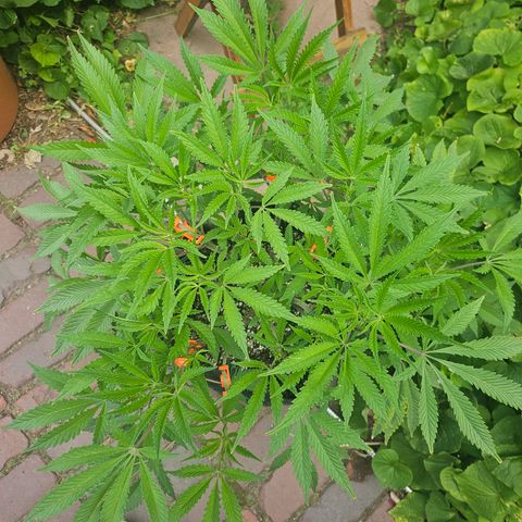 Granny Candy 🍬 growlog timeline photo