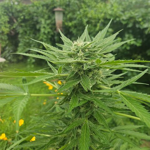 Bubblegum growlog timeline photo