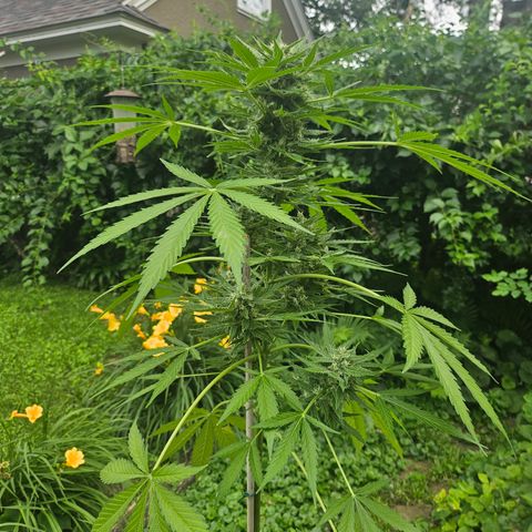 Bubblegum growlog timeline photo