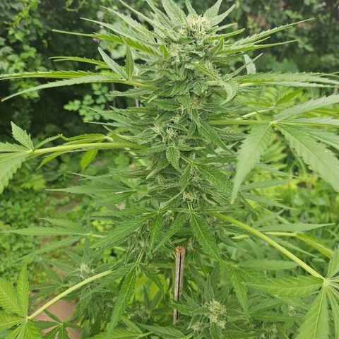 Bubblegum growlog timeline photo