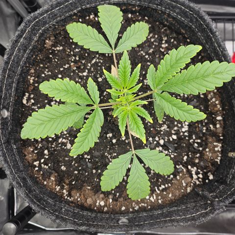 Grand Candy 2 🍬 growlog timeline photo