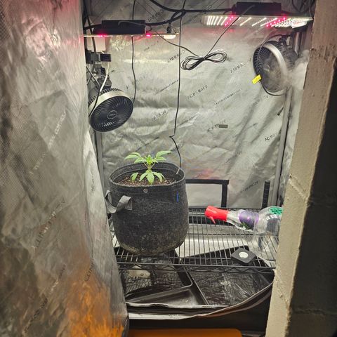 Grand Candy 2 🍬 growlog timeline photo