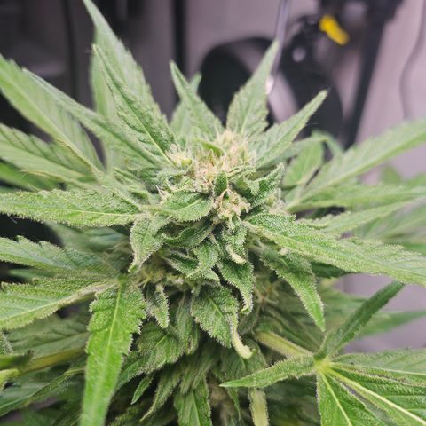 Bubblegum growlog timeline photo