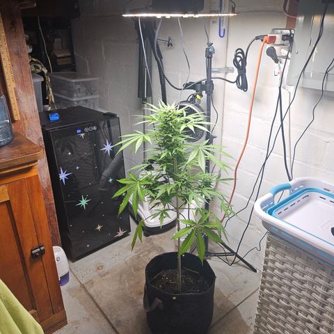 Bubblegum growlog timeline photo