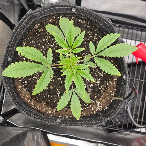 Grand Candy 2 🍬 growlog timeline photo