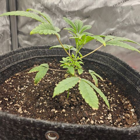 Grand Candy 2 🍬 growlog timeline photo