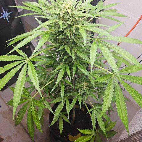 Bubblegum growlog timeline photo
