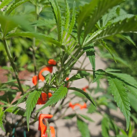 Granny Candy 🍬 growlog timeline photo
