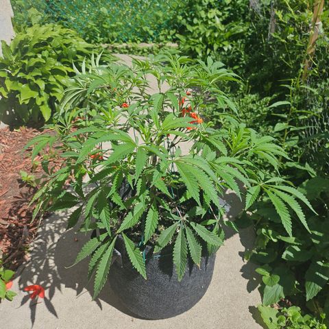 Granny Candy 🍬 growlog timeline photo