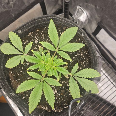 Grand Candy 2 🍬 growlog timeline photo