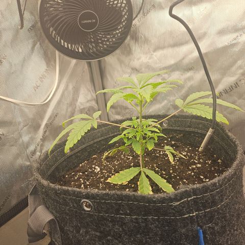 Grand Candy 2 🍬 growlog timeline photo