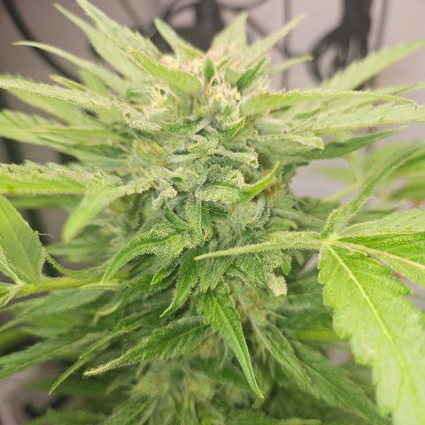 Bubblegum growlog timeline photo