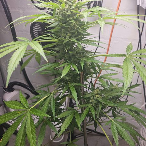 Bubblegum growlog timeline photo