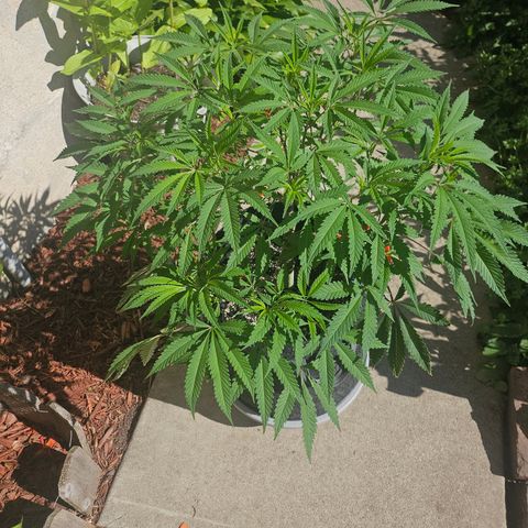Granny Candy 🍬 growlog timeline photo