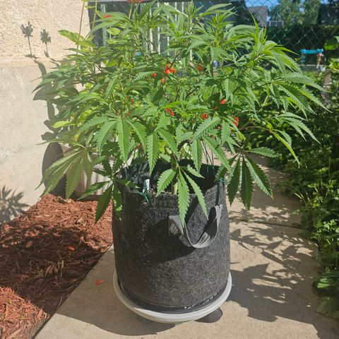 Granny Candy 🍬 growlog timeline photo