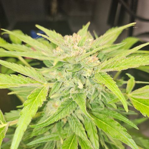 Bubblegum growlog timeline photo