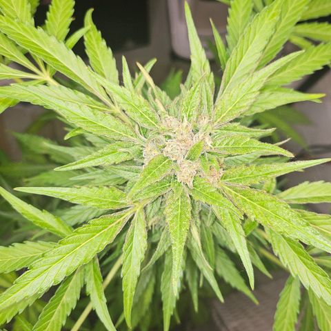 Bubblegum growlog timeline photo