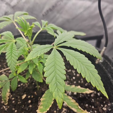 Grand Candy 2 🍬 growlog timeline photo