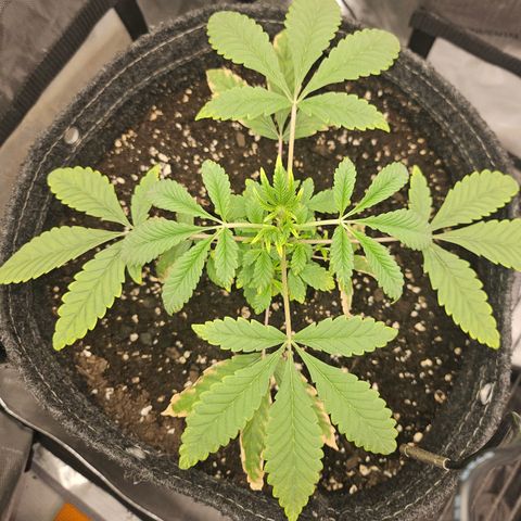 Grand Candy 2 🍬 growlog timeline photo