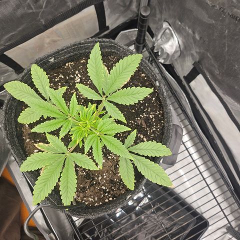 Grand Candy 2 🍬 growlog timeline photo