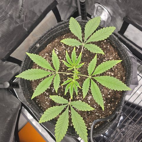 Grand Candy 2 🍬 growlog photo: Topped