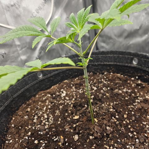 Grand Candy 2 🍬 growlog timeline photo