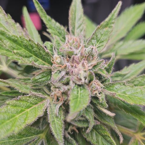Bubblegum growlog timeline photo
