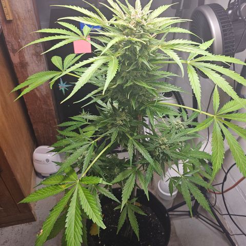 Bubblegum growlog timeline photo