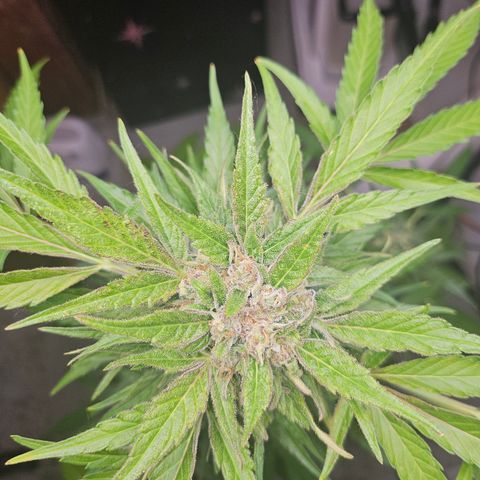 Bubblegum growlog timeline photo