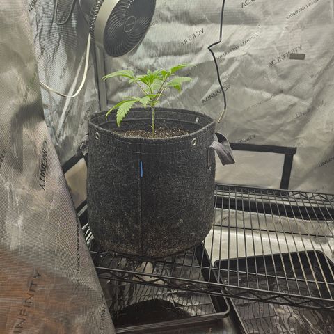 Grand Candy 2 🍬 growlog timeline photo