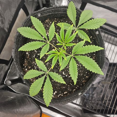 Grand Candy 2 🍬 growlog timeline photo